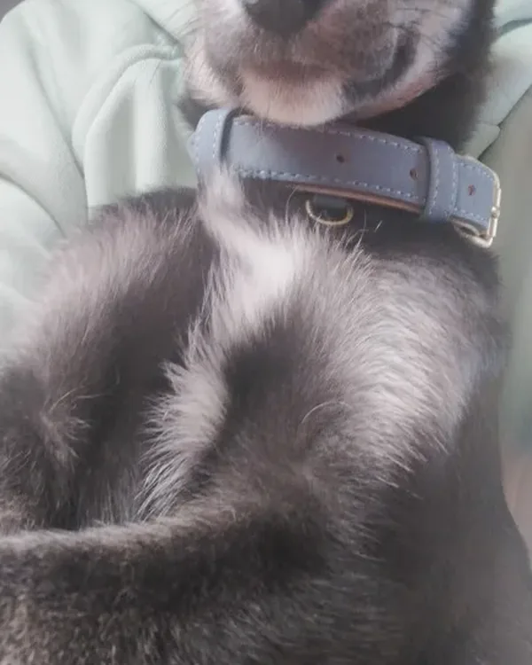 Black and white dog wearing the grey collar, buckle seen in profile