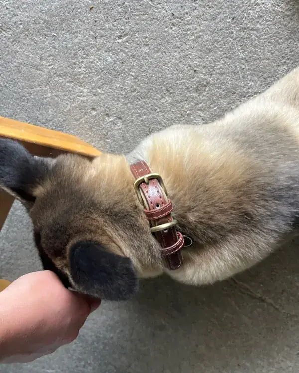 Leather Dog Collar with Name Plate photographed by Celine B., a verified buyer